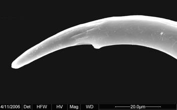 Media type: image;   Invertebrate Zoology 134690